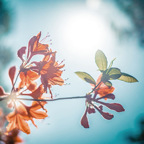 MINDFULNESS-BLOEM-SQUARE
