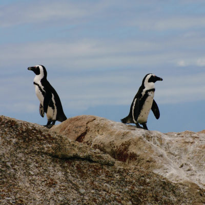 Mindful Relateren pinguins relatie 2 - Mindful Relateren